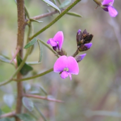 Glycine clandestina (Twining Glycine) at Mount Taylor - 23 Sep 2022 by MatthewFrawley