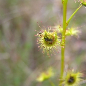 Drosera gunniana at Kambah, ACT - 23 Sep 2022