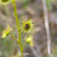 Drosera gunniana at Kambah, ACT - 23 Sep 2022 04:14 PM