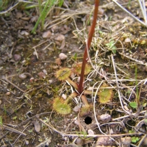 Drosera gunniana at Kambah, ACT - 23 Sep 2022 04:14 PM