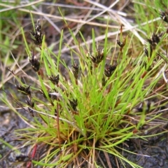 Schoenus apogon (Common Bog Sedge) at Kambah, ACT - 23 Sep 2022 by MatthewFrawley