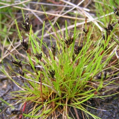 Schoenus apogon (Common Bog Sedge) at Mount Taylor - 23 Sep 2022 by MatthewFrawley