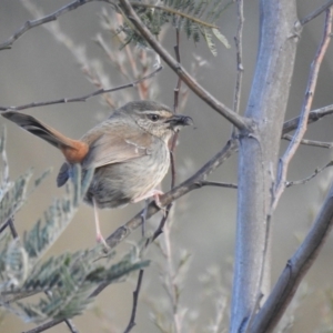 Hylacola pyrrhopygia at Carwoola, NSW - 24 Sep 2022