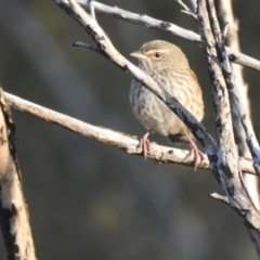 Hylacola pyrrhopygia at Carwoola, NSW - suppressed