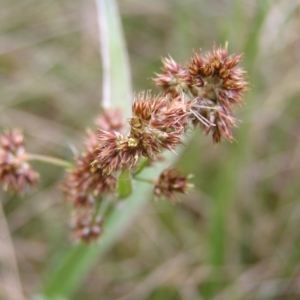 Luzula densiflora at Kambah, ACT - 23 Sep 2022 04:25 PM