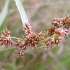 Luzula densiflora at Kambah, ACT - 23 Sep 2022 04:25 PM