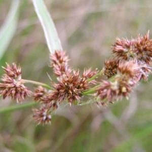 Luzula densiflora at Kambah, ACT - 23 Sep 2022