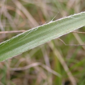 Luzula densiflora at Kambah, ACT - 23 Sep 2022 04:25 PM