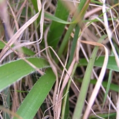 Luzula densiflora at Kambah, ACT - 23 Sep 2022