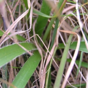 Luzula densiflora at Kambah, ACT - 23 Sep 2022