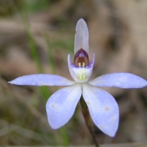 Cyanicula caerulea at Kambah, ACT - 23 Sep 2022