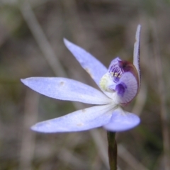 Cyanicula caerulea at Kambah, ACT - 23 Sep 2022