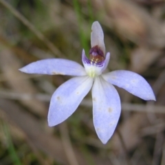 Cyanicula caerulea at Kambah, ACT - 23 Sep 2022