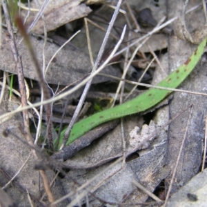 Cyanicula caerulea at Kambah, ACT - 23 Sep 2022