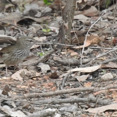 Hylacola pyrrhopygia (Chestnut-rumped Heathwren) at Carwoola, NSW - 22 Sep 2022 by Liam.m