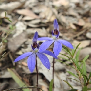 Cyanicula caerulea at Carwoola, NSW - suppressed