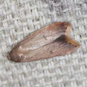 Tachystola (genus) at O'Connor, ACT - 23 Sep 2022 11:34 PM