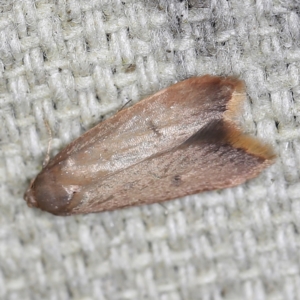 Tachystola (genus) at O'Connor, ACT - 23 Sep 2022