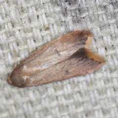 Tachystola (genus) at O'Connor, ACT - 23 Sep 2022