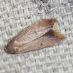 Tachystola (genus) at O'Connor, ACT - 23 Sep 2022 11:34 PM