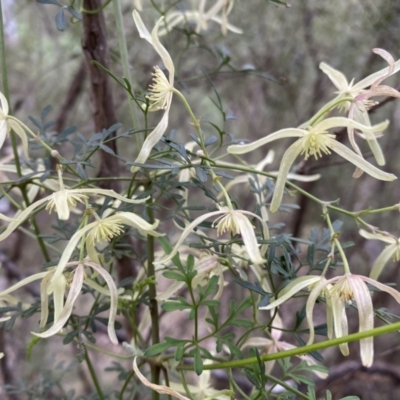 Clematis leptophylla (Small-leaf Clematis, Old Man's Beard) at QPRC LGA - 23 Sep 2022 by Steve_Bok
