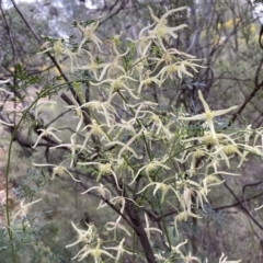 Clematis leptophylla at Jerrabomberra, NSW - 23 Sep 2022