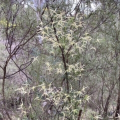 Clematis leptophylla at Jerrabomberra, NSW - 23 Sep 2022