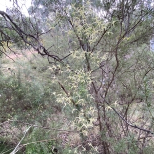 Clematis leptophylla at Jerrabomberra, NSW - 23 Sep 2022