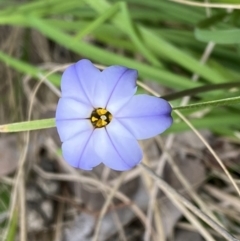 Ipheion uniflorum (Spring Star-flower) at Jerrabomberra, NSW - 23 Sep 2022 by Steve_Bok