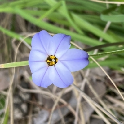 Ipheion uniflorum (Spring Star-flower) at Jerrabomberra, NSW - 23 Sep 2022 by SteveBorkowskis