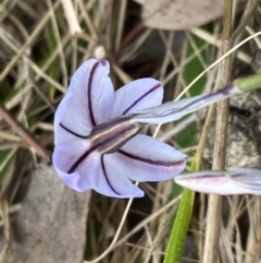 Ipheion uniflorum at Jerrabomberra, NSW - 23 Sep 2022