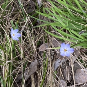 Ipheion uniflorum at Jerrabomberra, NSW - 23 Sep 2022