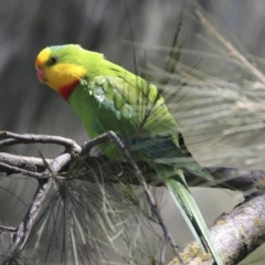 Polytelis swainsonii (Superb Parrot) at Hawker, ACT - 25 Sep 2022 by AlisonMilton