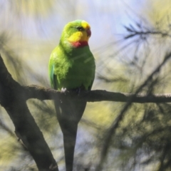 Polytelis swainsonii at Hawker, ACT - suppressed