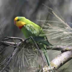 Polytelis swainsonii at Hawker, ACT - suppressed