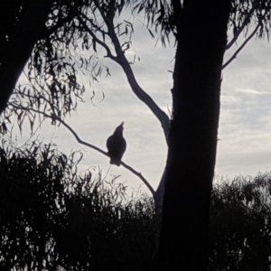 Callocephalon fimbriatum at Acton, ACT - suppressed