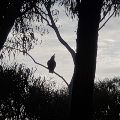 Callocephalon fimbriatum (Gang-gang Cockatoo) at Black Mountain - 22 Sep 2022 by LD12