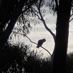 Callocephalon fimbriatum at Acton, ACT - suppressed