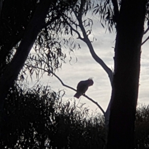 Callocephalon fimbriatum at Acton, ACT - suppressed