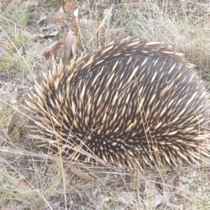 Tachyglossus aculeatus at Throsby, ACT - 10 Jul 2022 04:32 PM