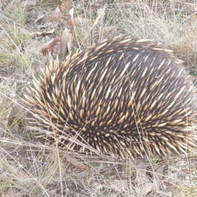 Tachyglossus aculeatus (Short-beaked Echidna) at Goorooyarroo NR (ACT) - 10 Jul 2022 by LD12