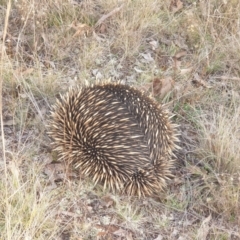 Tachyglossus aculeatus at Throsby, ACT - 10 Jul 2022 04:32 PM