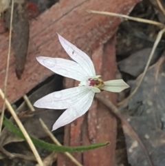 Caladenia fuscata (Dusky Fingers) at Black Mountain - 22 Sep 2022 by LD12