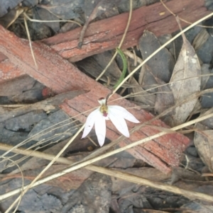 Caladenia fuscata at Acton, ACT - suppressed