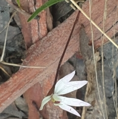 Caladenia fuscata at Acton, ACT - suppressed