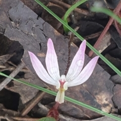 Caladenia fuscata (Dusky Fingers) at Acton, ACT - 23 Sep 2022 by LD12