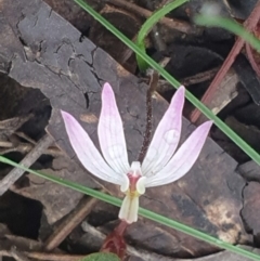 Caladenia fuscata (Dusky Fingers) at Acton, ACT - 22 Sep 2022 by LD12