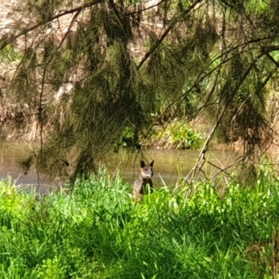 Wallabia bicolor (Swamp Wallaby) at Umbagong District Park - 18 Sep 2022 by LD12