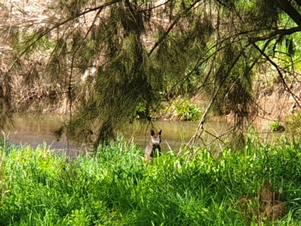 Wallabia bicolor at Latham, ACT - 18 Sep 2022