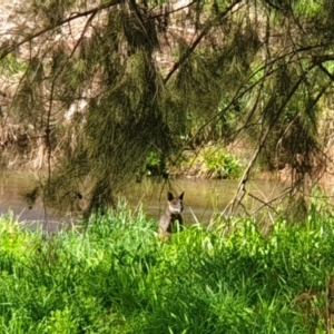 Wallabia bicolor at Latham, ACT - 18 Sep 2022